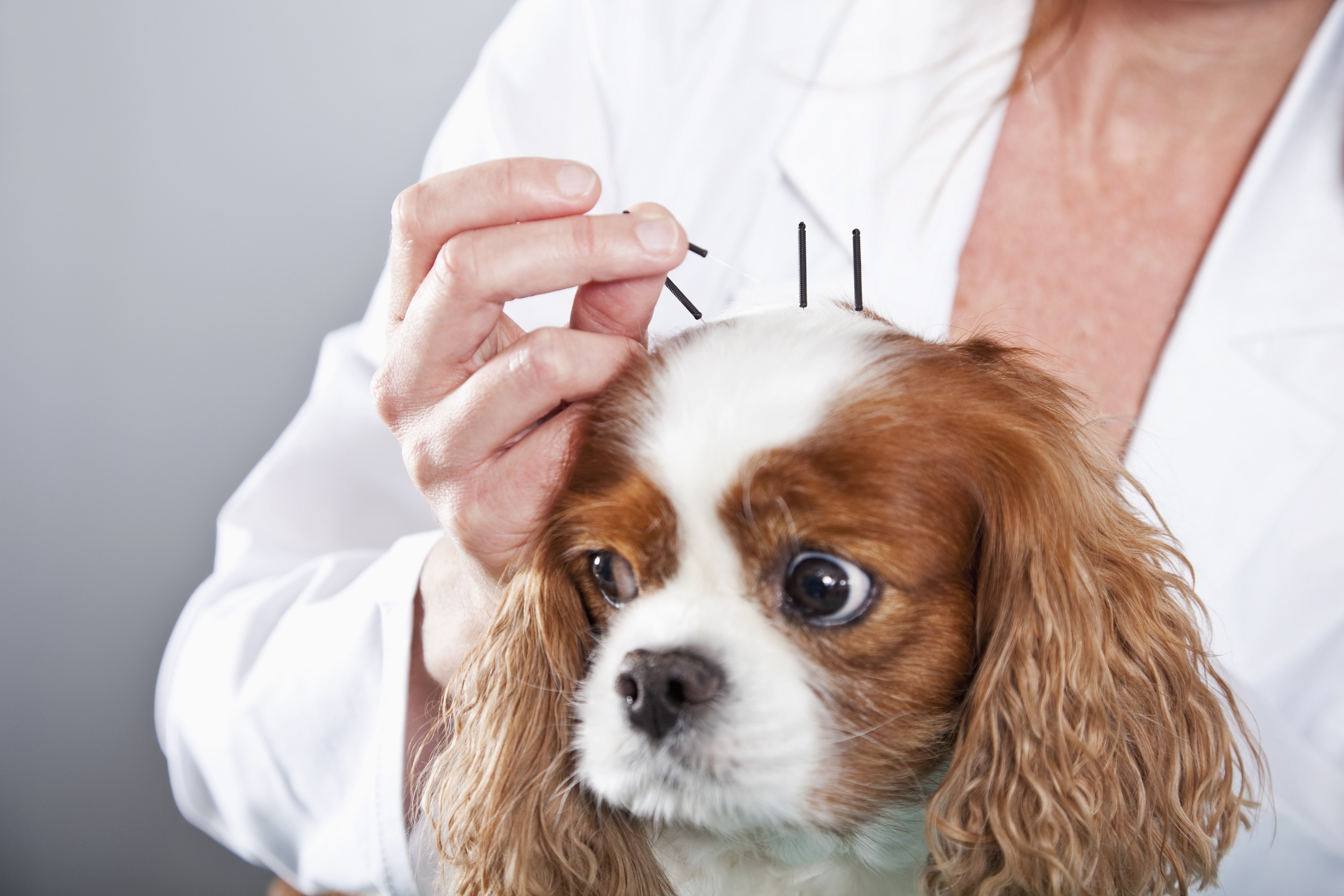 Alternative Therapies and Rehabilitation