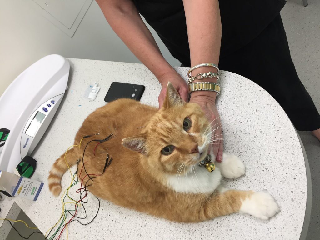 How Can Acupuncture Help Your Pet? Legacy Veterinary Clinic