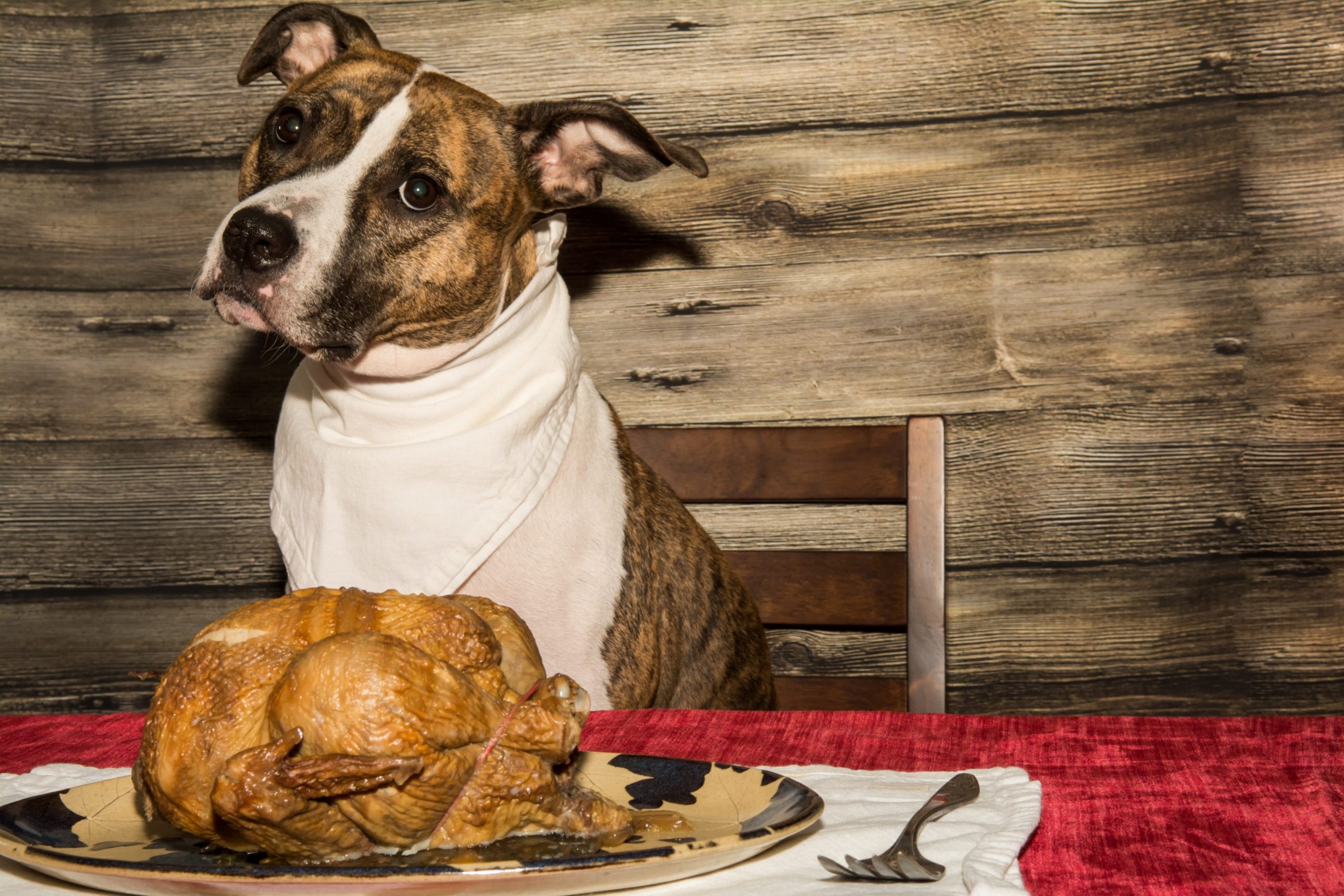 Thanksgiving Pet Safety