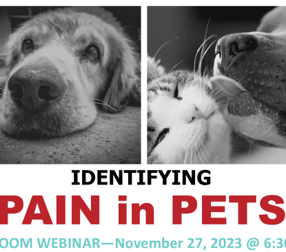 identifying-pain-in-pets